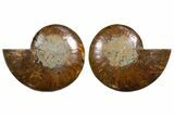 Cut & Polished, Agatized Ammonite Fossil - Madagascar #344497-1